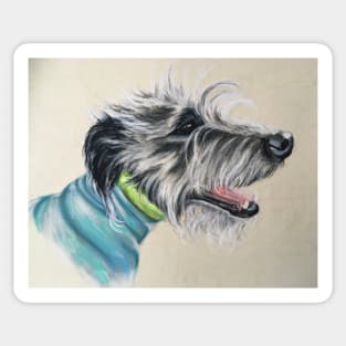 Scruffy  Lurcher blue jumper Sticker